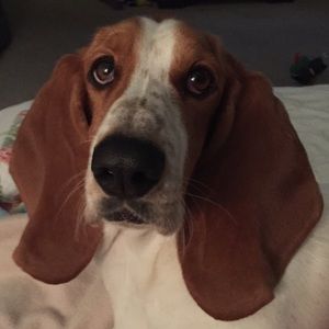 Meet your Posher, Joy